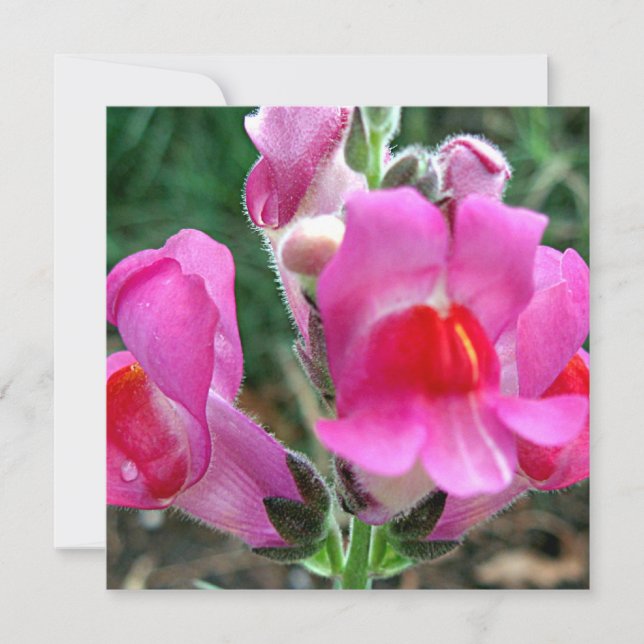 Fleurs Snapdragon Rose (Devant)