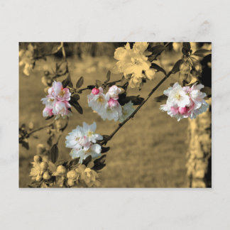 Fleurs sur la carte postale de fleur de sépia