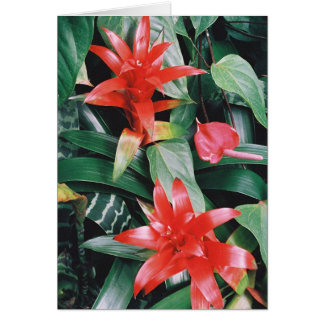 Fleurs tropicales de Spikey rouge
