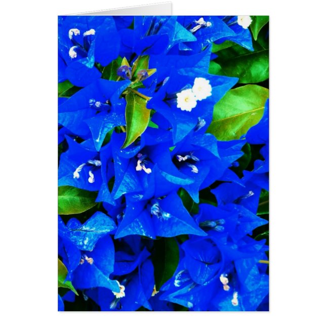 Fleurs vibrantes de bougainvillée bleue (Devant)
