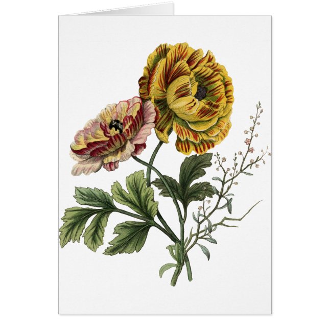 Fleurs vintages de pavot (Devant)