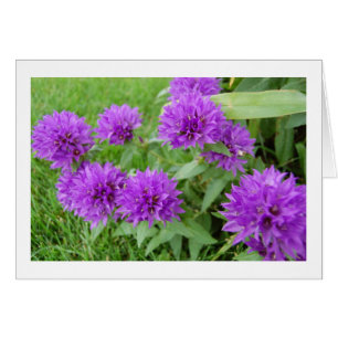fleurs violettes