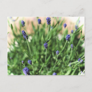 Fleurs violettes - Carte postale