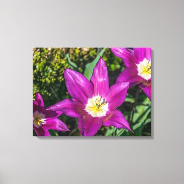 Fleurs violettes et jaunes afficher impression de  (Recto)