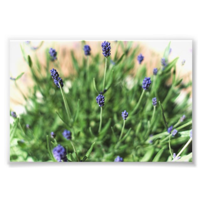 Fleurs violettes - Impression photo (Devant)