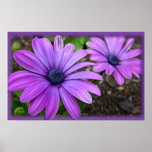 Fleurs violettes Imprimer Bleu Faisceaux Poster d'