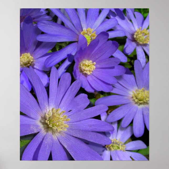 Fleurs violettes Imprimer Bleu Faisceaux Poster d' (Devant)