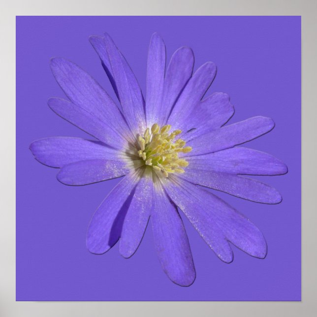 Fleurs violettes Imprimer Bleu Faisceaux Poster d' (Devant)
