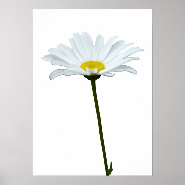 Fleurs violettes Imprimer Classic Daisies Poster I (Devant)