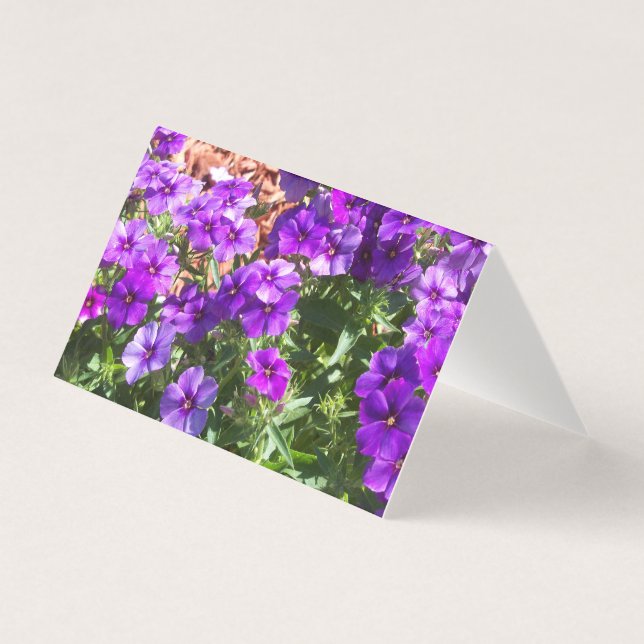 Fleurs violettes Phlox sur une carte blanche (Front)