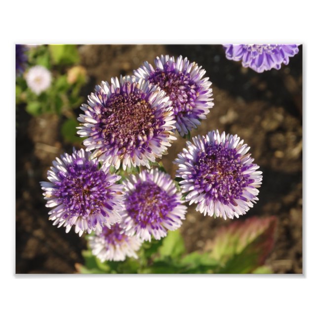 Fleurs violettes Photo Kodak (Devant)