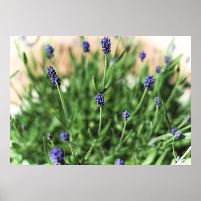 Fleurs violettes - Poster (Devant)