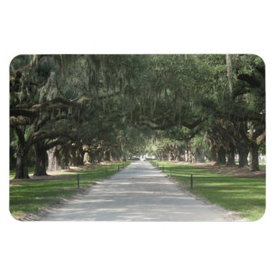 Flexible Allée de chêne à Boone Hall, Charleston SC Magnet