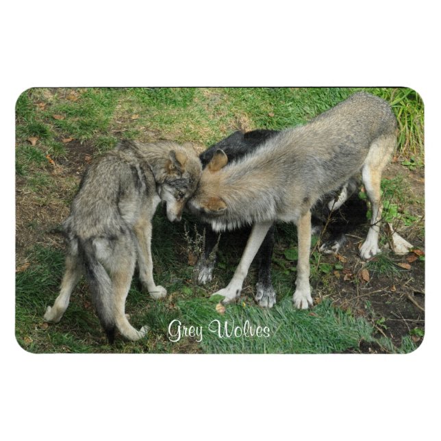 Flexible Alpha Homme, Femme Loup Gris & Pup Wildlife Magnet (Horizontal)