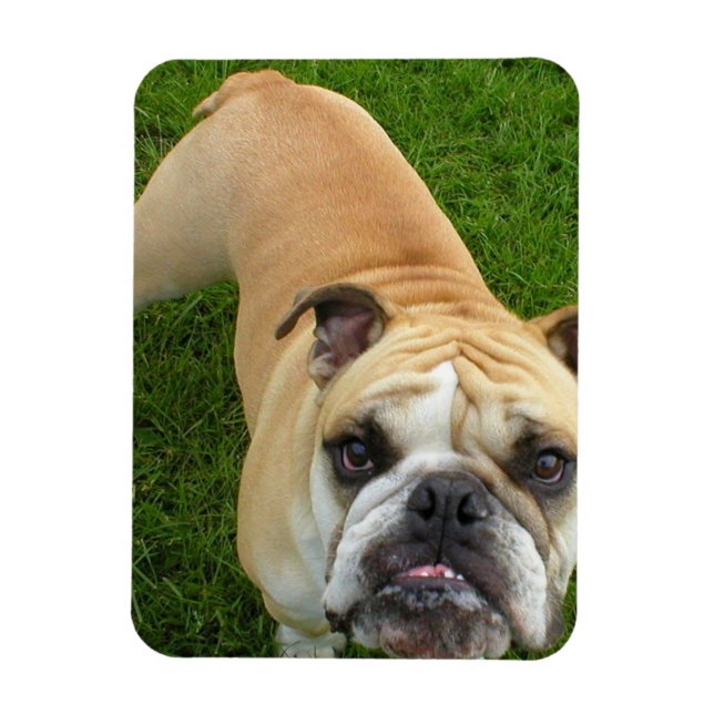 Flexible American Bulldog Premium Magnet (Vertical)