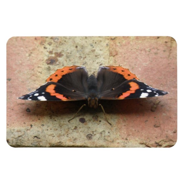 Flexible Amiral rouge Papillon Flexi Magnet (Horizontal)