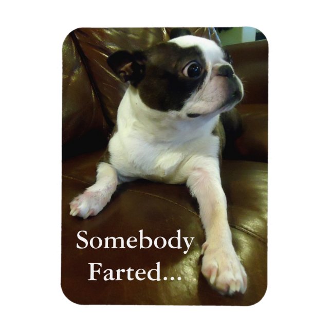 Flexible Amusant Farting Boston Terrier Magnet (Vertical)