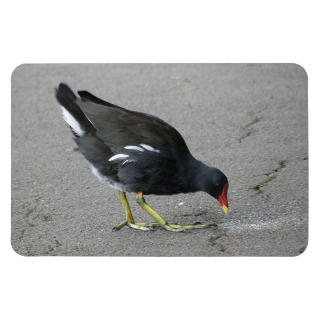 Flexible Amusant Moorhen prendre un bow Premium Magnet (Horizontal)