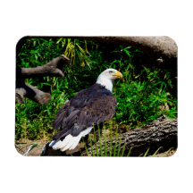 Bald Eagle - Magnet