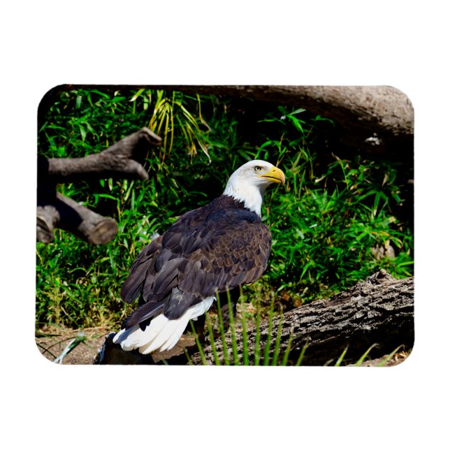Flexible Bald Eagle - Magnet (Horizontal)