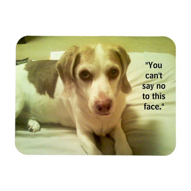 Flexible Beagle "Can't Say No to this Face" 3x4 Magnet (Horizontal)