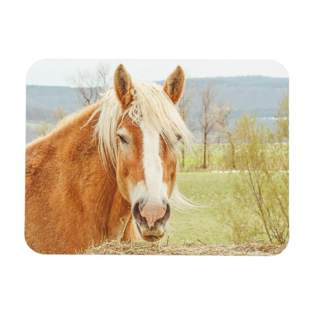 Flexible Beau Palomino Farm Horse Magnet (Horizontal)