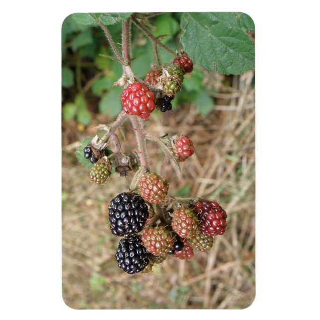 Flexible Blackberry Bonanza Premium Magnet (Vertical)