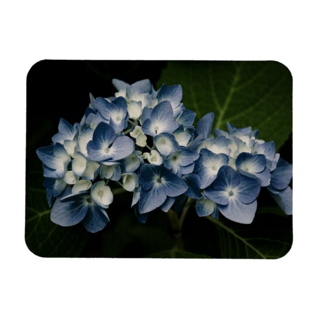 Flexible Blue Hydrangea 8514 Magnet Premium (Horizontal)