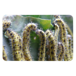 Flexible Chou affamé Blanc Caterpiliers Premium Magnet