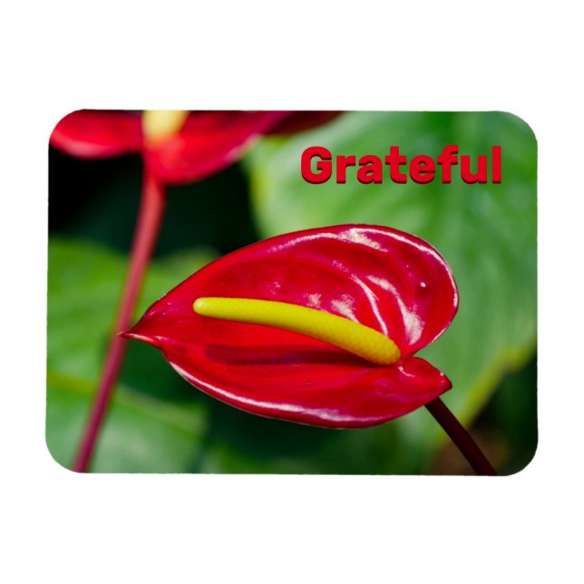 Flexible Citation gracieuse sur Red Peace Lily Magnet (Horizontal)