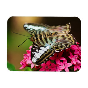 Flexible Clipper sur Pentas 3 Magnet Premium