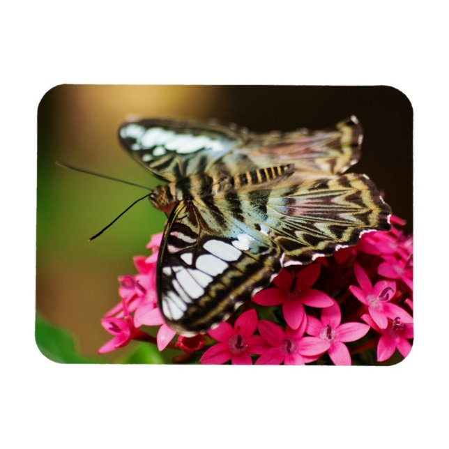 Flexible Clipper sur Pentas 3 Magnet Premium (Horizontal)