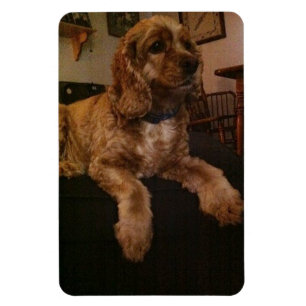 Flexible Cocker Spaniel Magnet