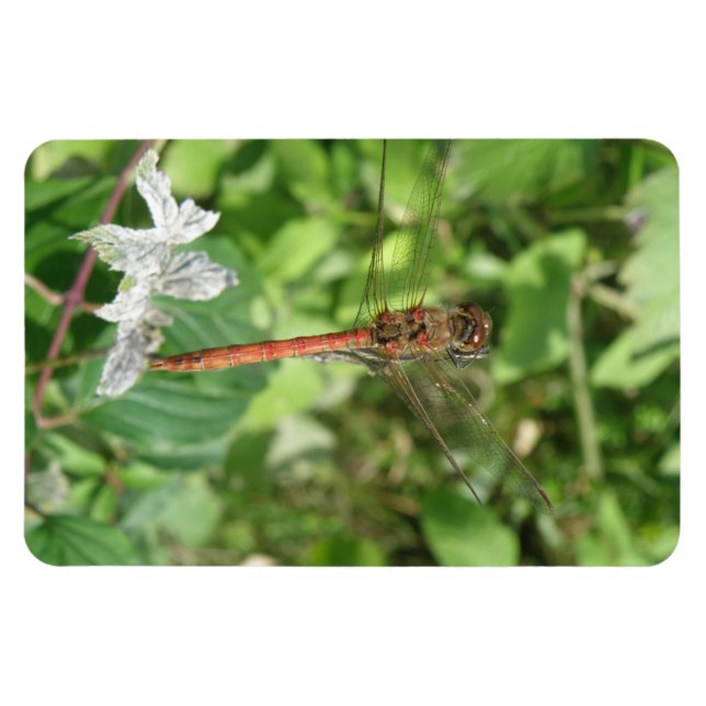 Flexible Common Darter Dragonfly Flexi Magnet (Horizontal)