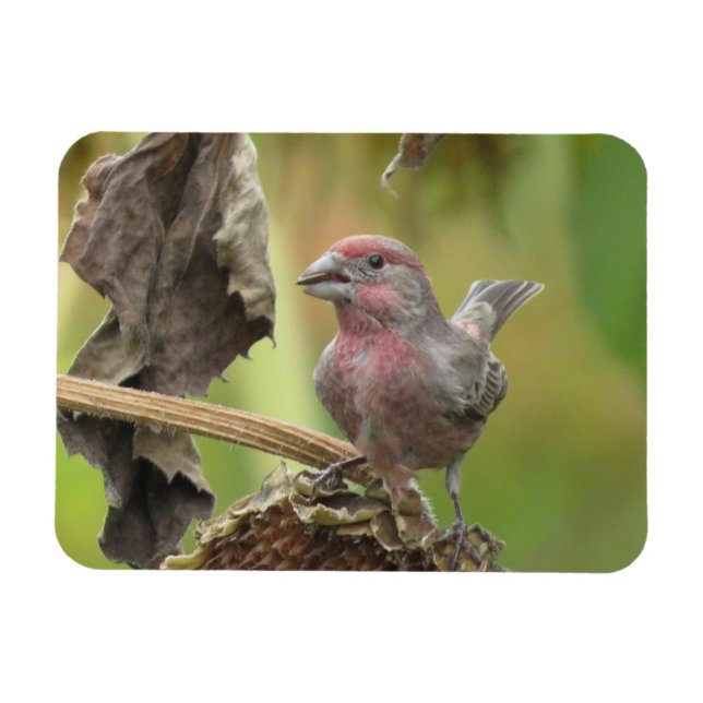 Flexible Cute House Finch Manger Tournesol Graine Magnet (Horizontal)