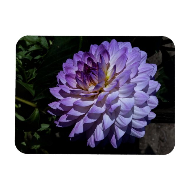 Flexible Dahlia Bea Paradise #1 Magnet (Horizontal)
