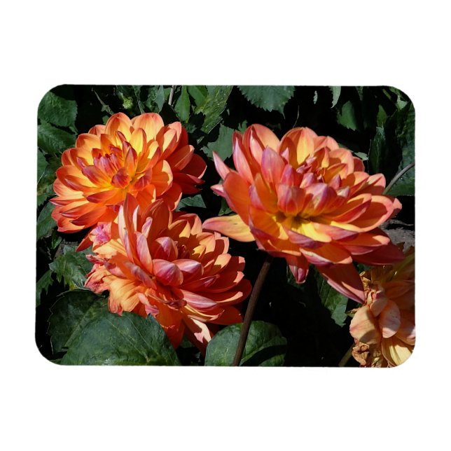 Flexible Dahlia Pam Howden #1 Magnet (Horizontal)