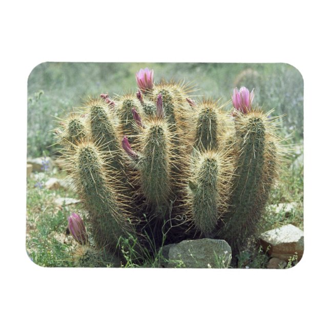 Flexible Desert Blooms Cactus Decorative Fridge Magnet (Horizontal)