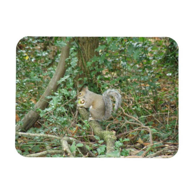 Flexible Écureuil avec Acorn Premium Magnet (Horizontal)