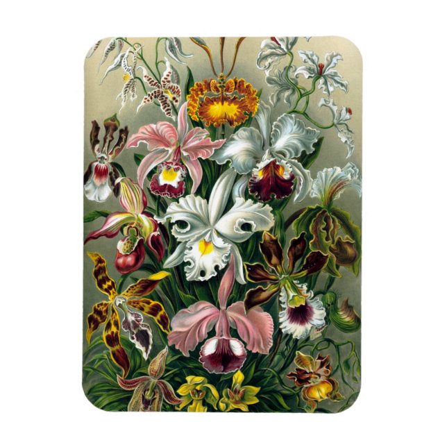 Flexible Ernst Haeckel Orchidea Magnet (Vertical)
