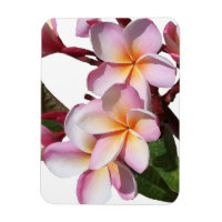 Fleurs Plumeria Magnet Premium