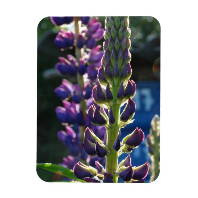 Flexible Fleurs violettes Magnet photo (Vertical)