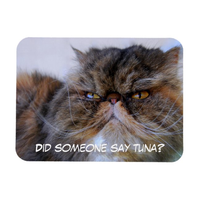 Flexible Funny Calico Persian Chat Magnet Premium (Horizontal)