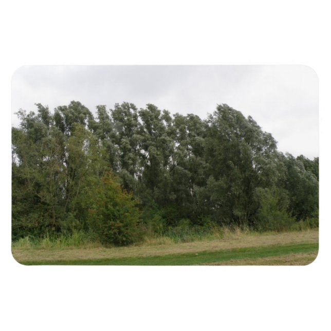 Flexible Gamme d'arbres penchés Paysage Magnet Premium (Horizontal)