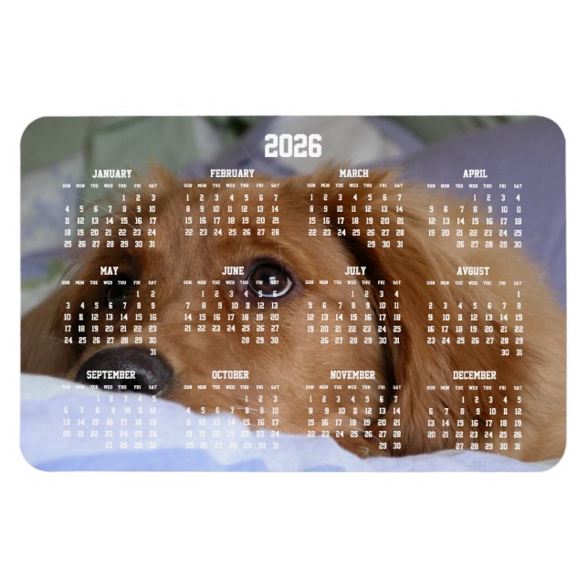 Flexible Golden Retriever Calendar 2026 Grand Magnet photo (Horizontal)