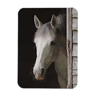 Flexible Gray Mare Magnet de cheval magnifique