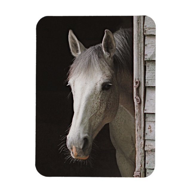 Flexible Gray Mare Magnet de cheval magnifique (Vertical)