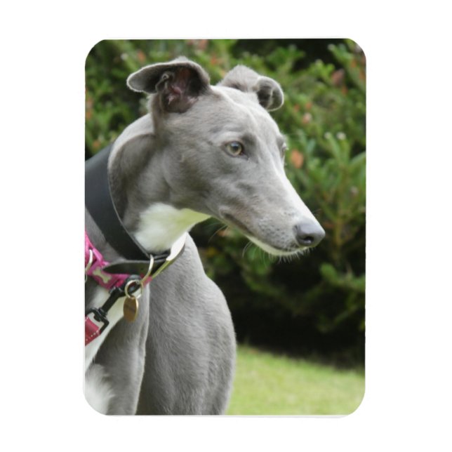 Flexible Greyhound magnet of a blue greyhound (Vertical)