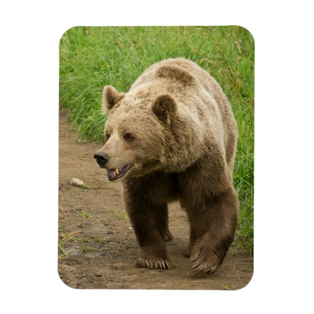 Flexible Grizzly Magnet (Vertical)