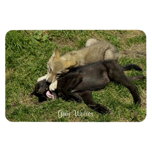 Flexible Gros loup gris Magnet de la faune (Horizontal)